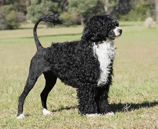 Portuguese Water Dog 9Y510D-145.JPG